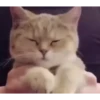 Adorable cats 2.0 ♡ / @chumsally 7
