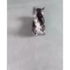 cute animals 11