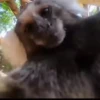 @Insatisfect Animals 13