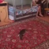 CatSticker 7