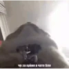 Cats 8