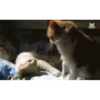 Adorable cats 2.0 ♡ / @chumsally 8
