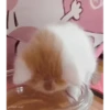 kitten club 12