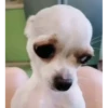 cute animals 13