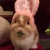 Bunny 7