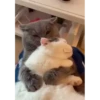 CatSticker 9