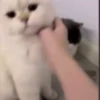 Adorable cats 2.0 ♡ / @chumsally 9