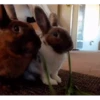 Bunny 8