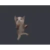 kittygo 5