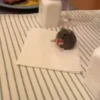 cute animals 14