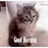 CatSticker 10