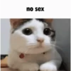 CatSticker 11