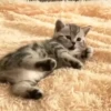 cats2 @chetamchannel 7