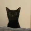 — Mood Cats 5