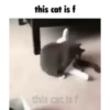 Cats 10