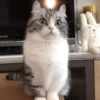 cats2 @chetamchannel 8