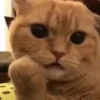 — Mood Cats 6