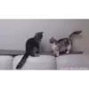 CatSticker 12