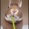 Bunny 10