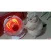 CatSticker 13