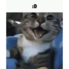 Cats 11