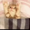 kitten club 16