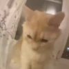 cute animals 15