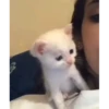 cute animals 16