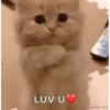 Adorable cats 2.0 ♡ / @chumsally 11