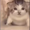 kittygo 6