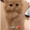 kitten club 17