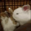 Bunny 11