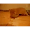 Adorable cats 2.0 ♡ / @chumsally 12