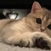 — Mood Cats 7