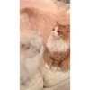 @Bhumika_2704 (Video Pack 3) 7