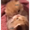 kitty 12