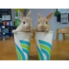 Bunny 12