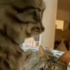 — Mood Cats 8