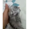 cute animals 17