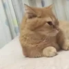 cats (gifs) 5