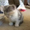 — Mood Cats 9