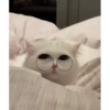 cute animals 18