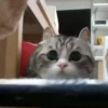 — Mood Cats 10