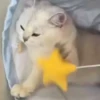 — Mood Cats 11