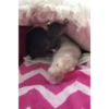 cute animals 19