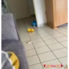 Bebês fofos 12