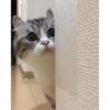 CatSticker 14