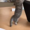 — Mood Cats 12