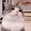 cats (gifs) 7