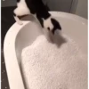 Cats 13